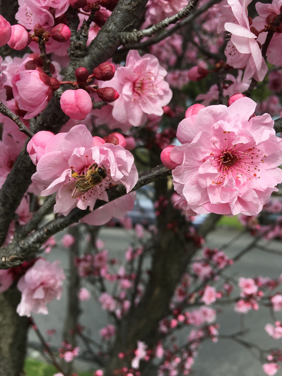 Image - bee spring cherry smell branch