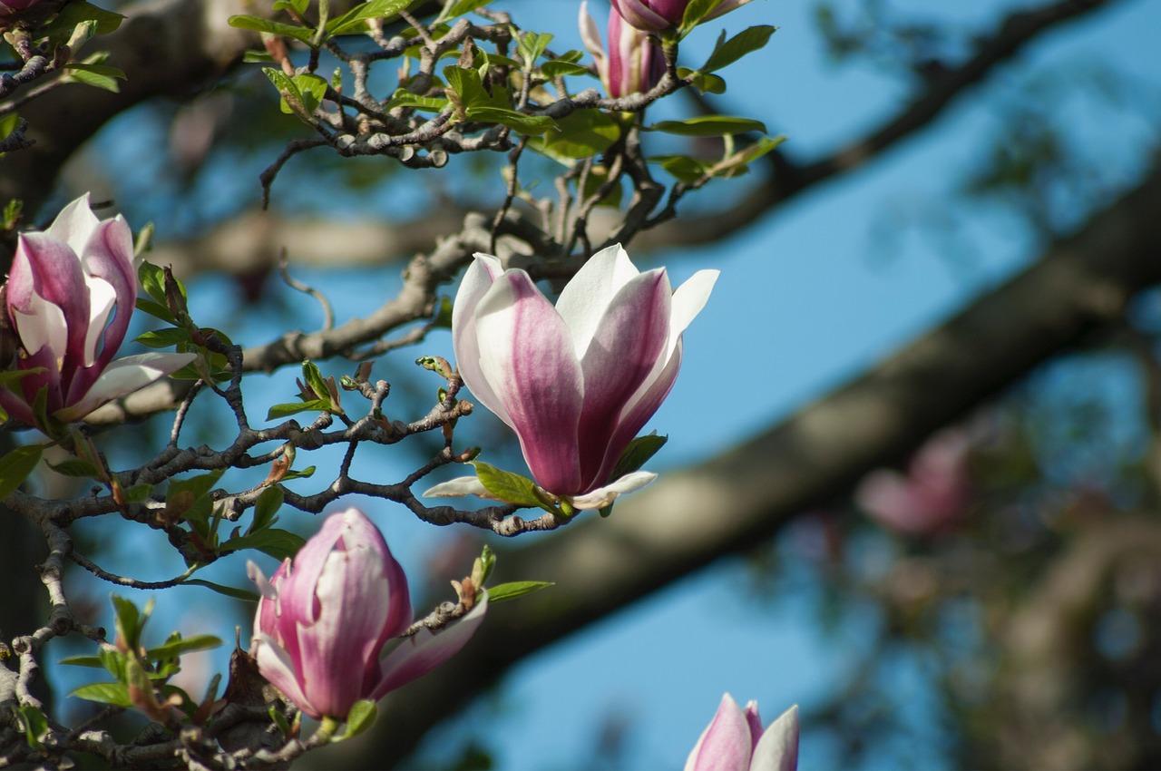 Image - magnolia aroma tree blossom plant