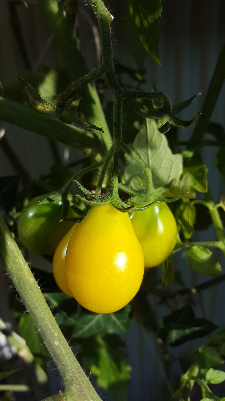 Image - tomatoes garden nature solar