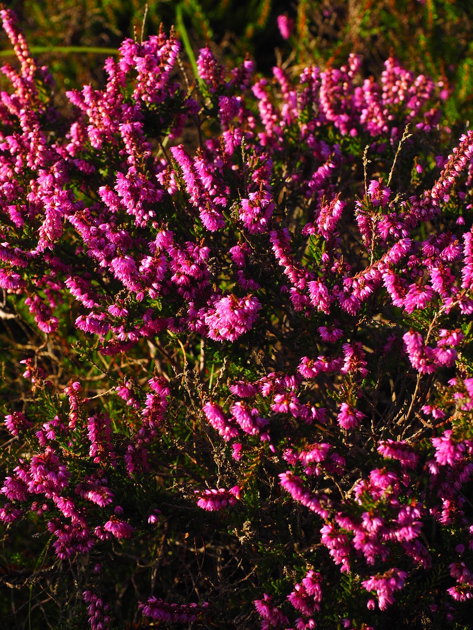 Image - heather flowers colorful pink