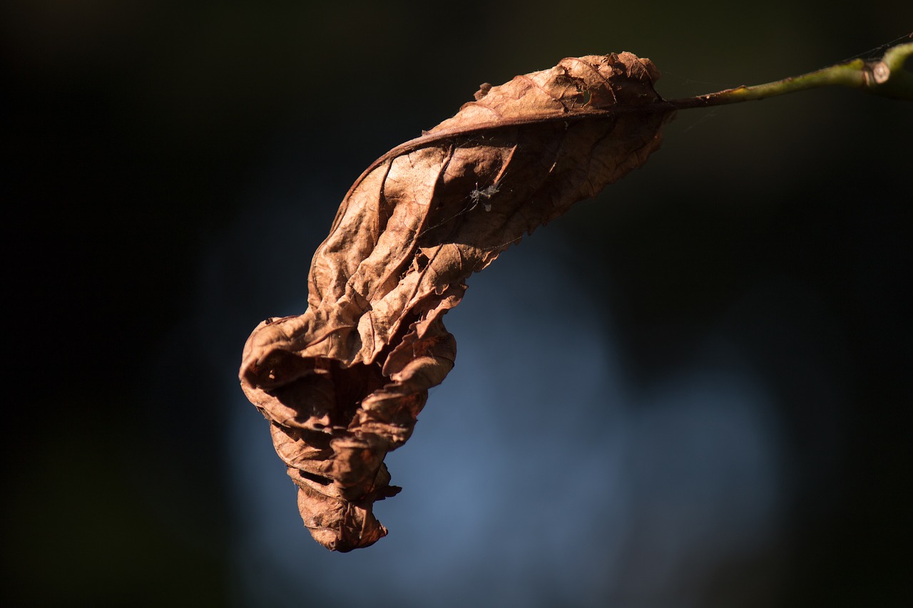 Image - autumn leaf withered tree branch