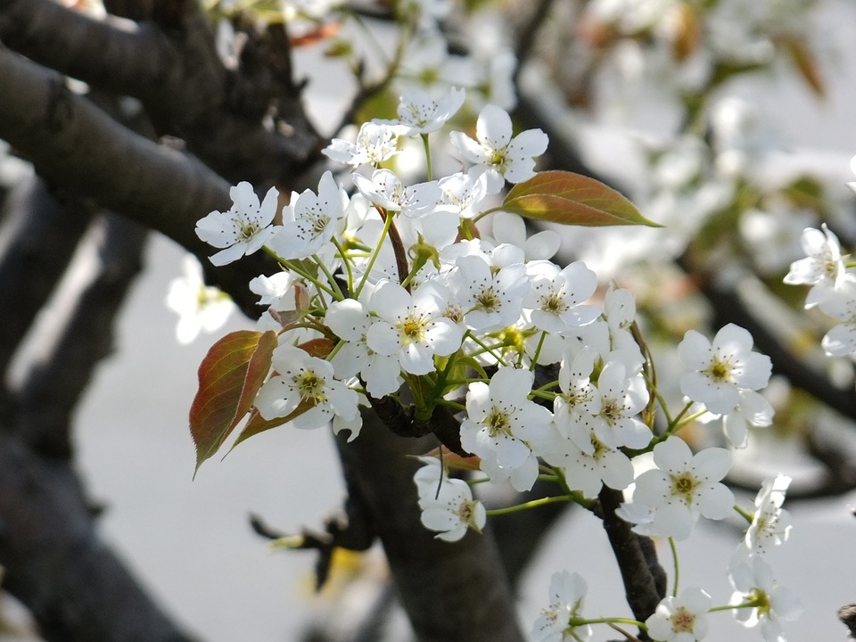 Image - cherry blossom flowers sakura