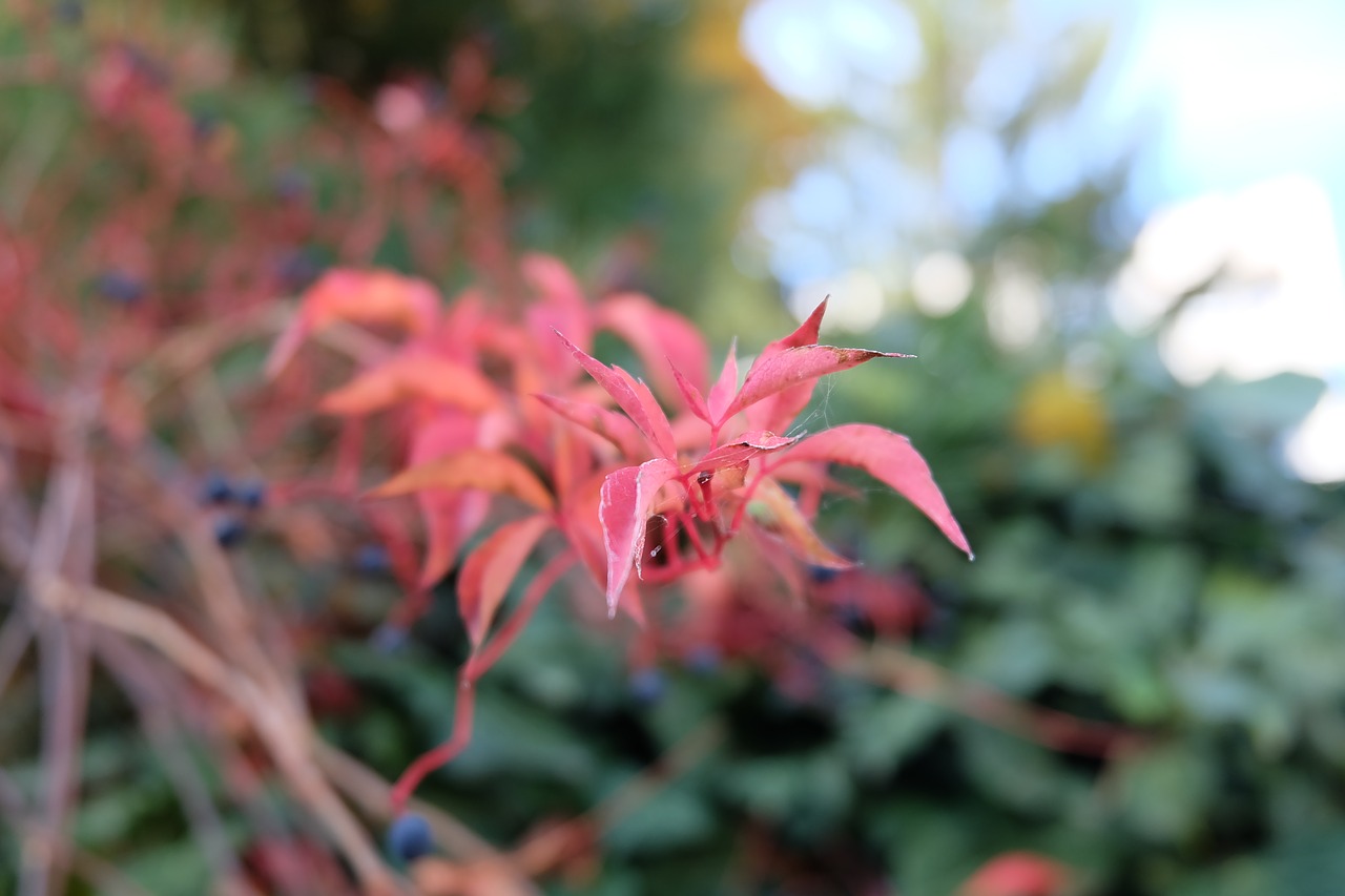 Image - nature autumn red colors blurred