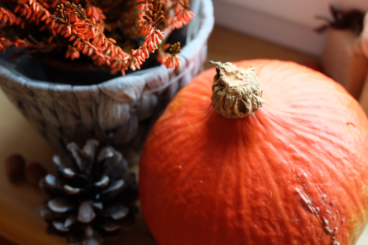 Image - nature still life pumpkin cone