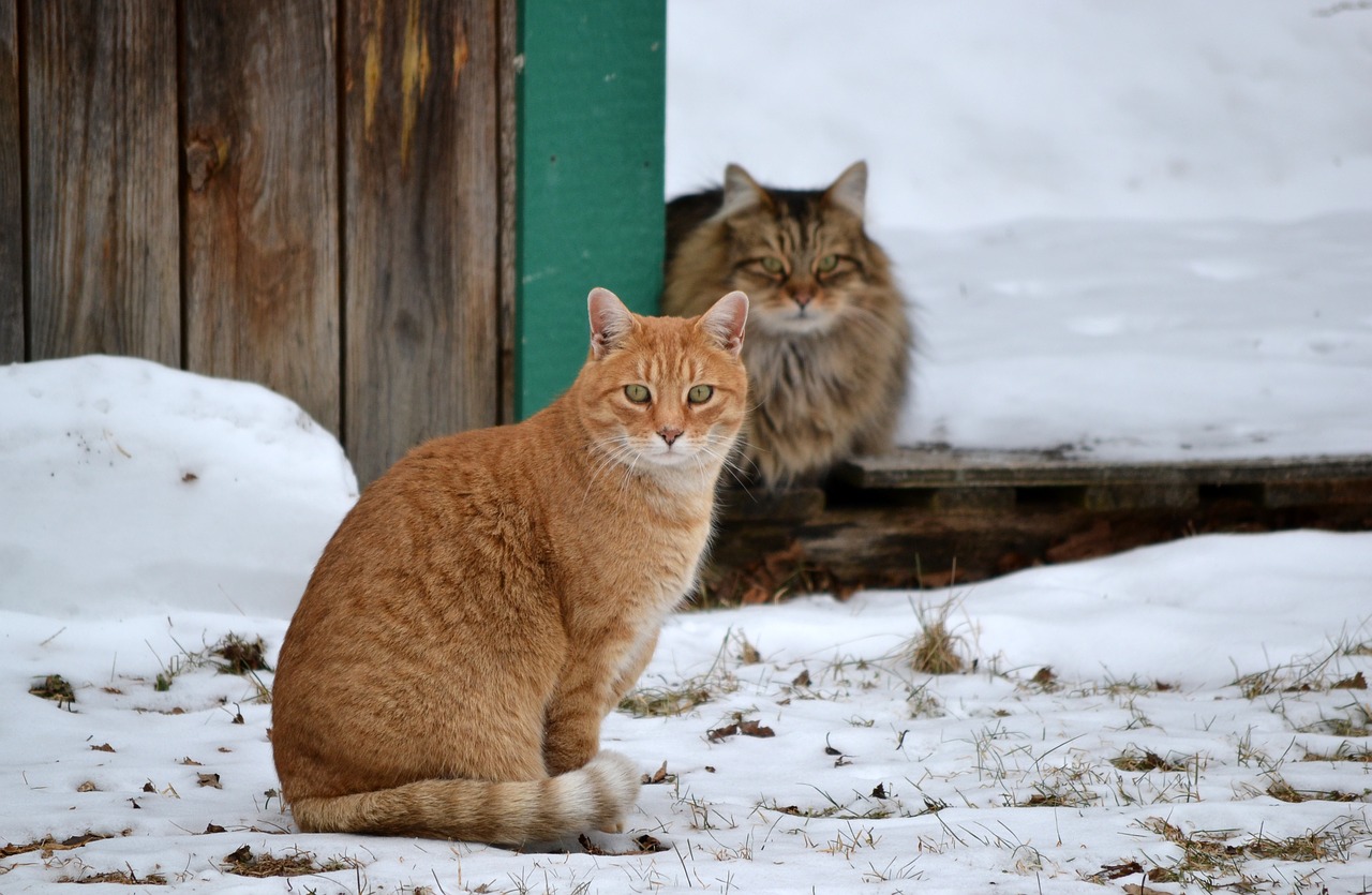 Image - animals cats friends winter season