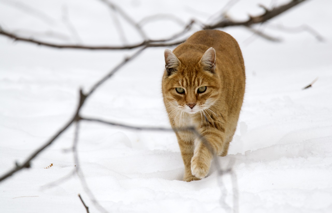 Image - animals cat tabby companion