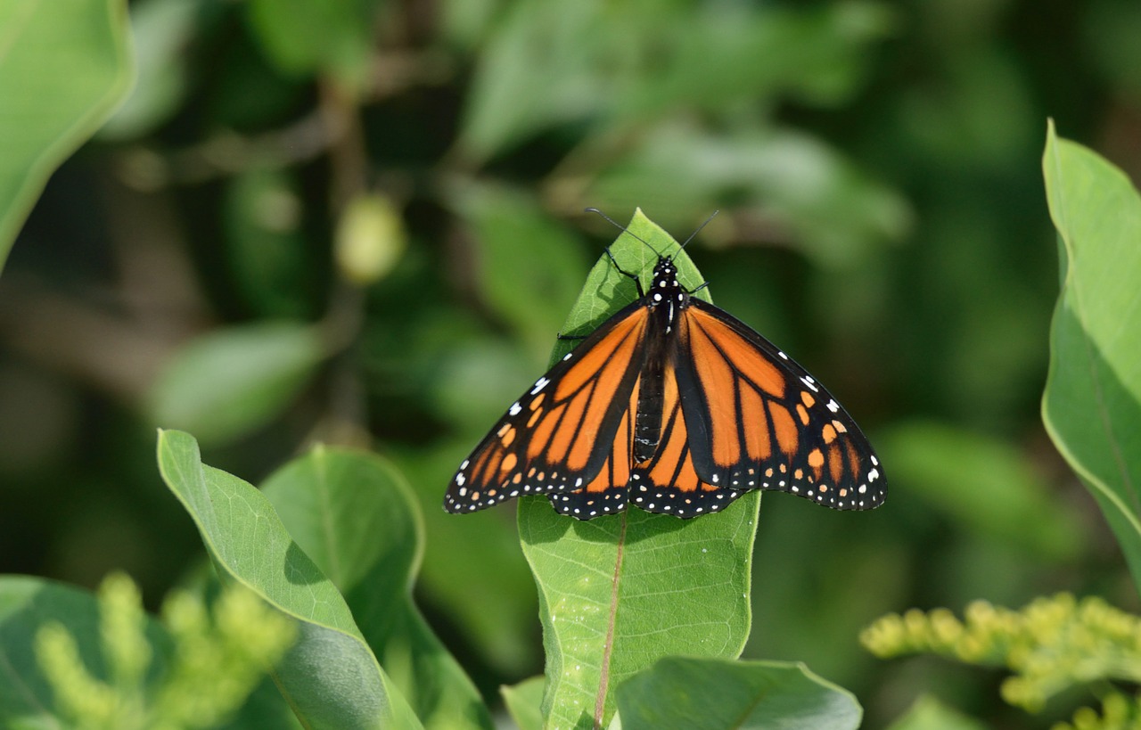 Image - insect butterfly monarch nature