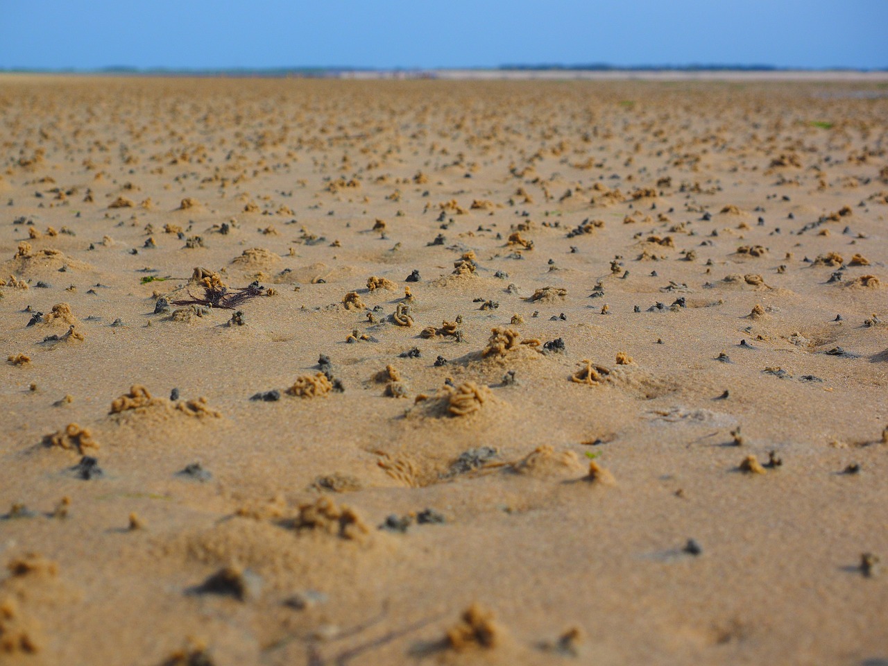 Image - watts wadden sea sand watt hike