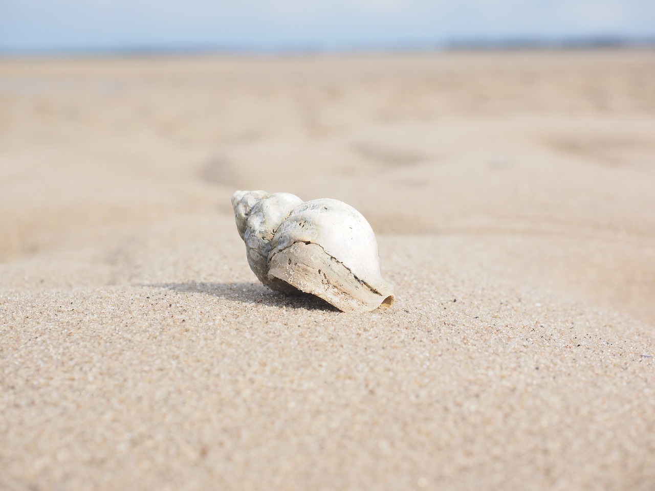 Image - whelk snail animal buccinum undatum