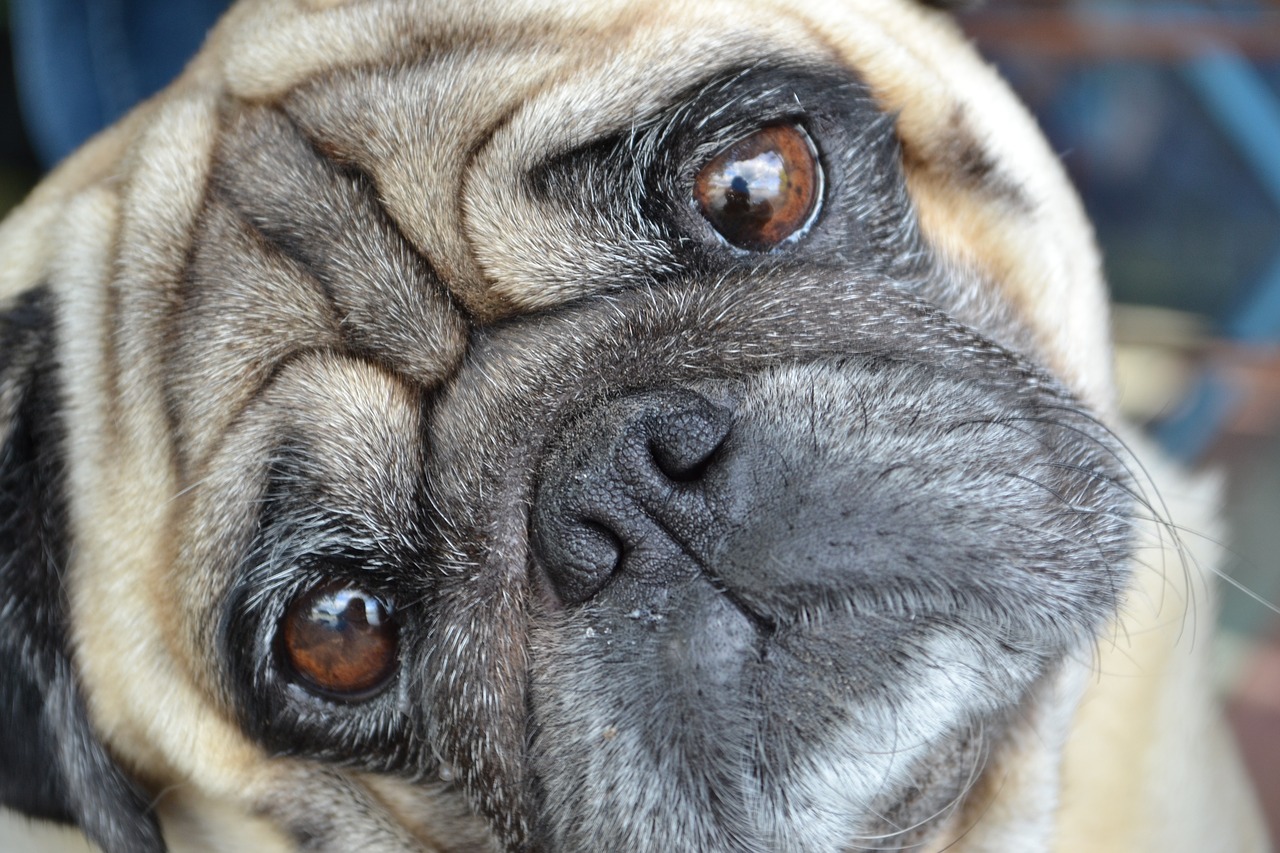 Image - mops pug dog dog please eyes