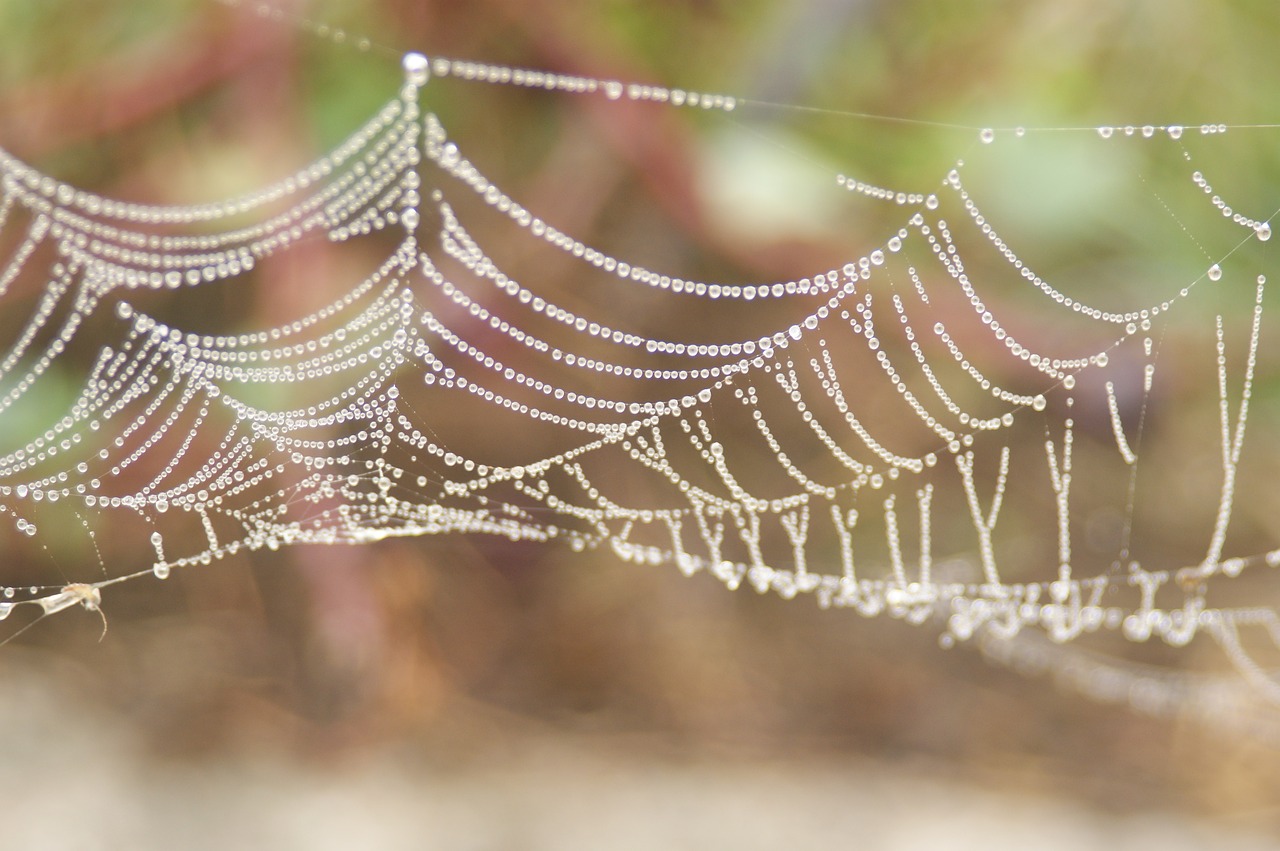 Image - water drops spider web crystal clear