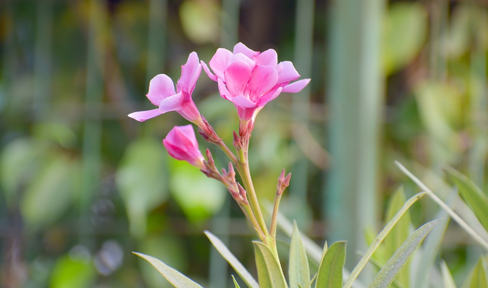 Image - pink flowers bloom blossom