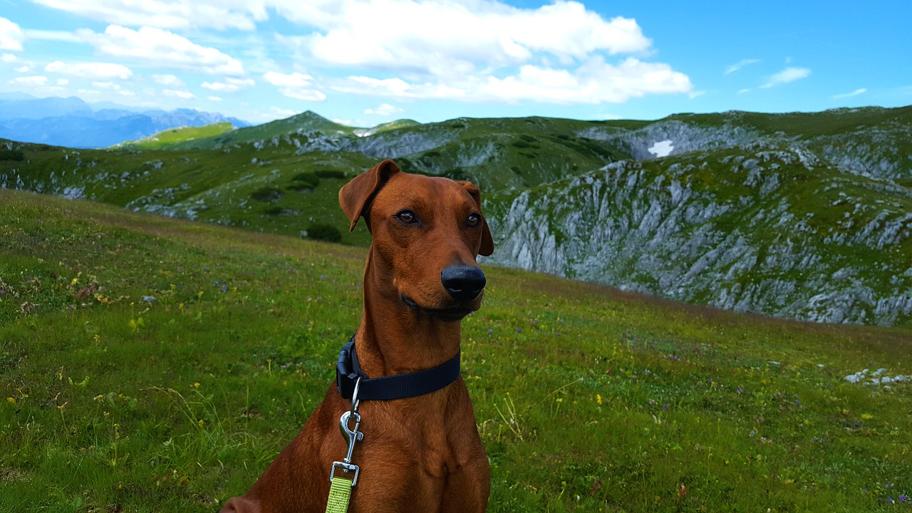 Image - animal dog nature mountains sky