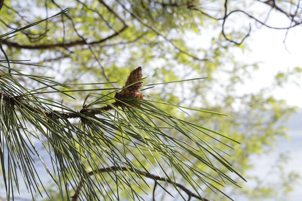 Image - tree fruit pine