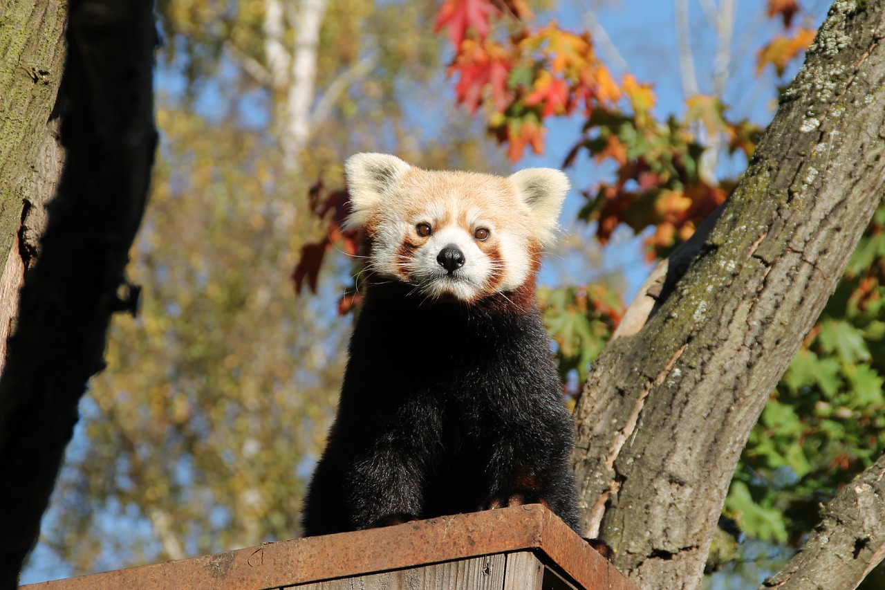 Image - red panda panda panda bear cute