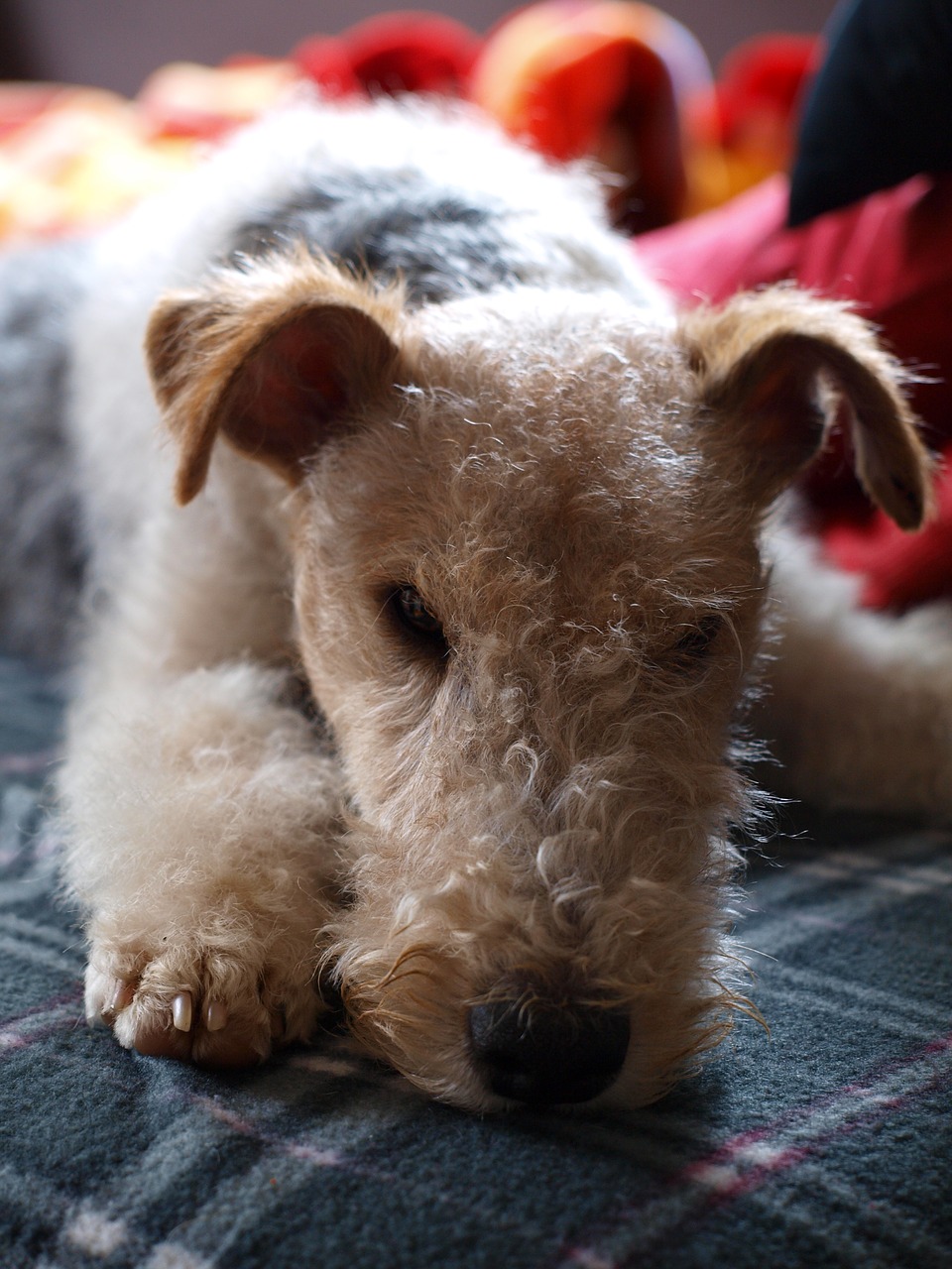 Image - dog fox terrier still life