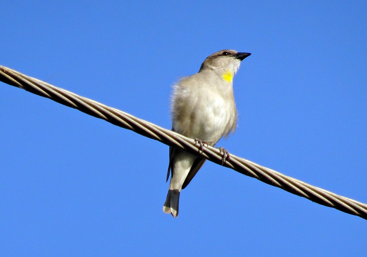 Image - bird sparrow yellow throated sparrow