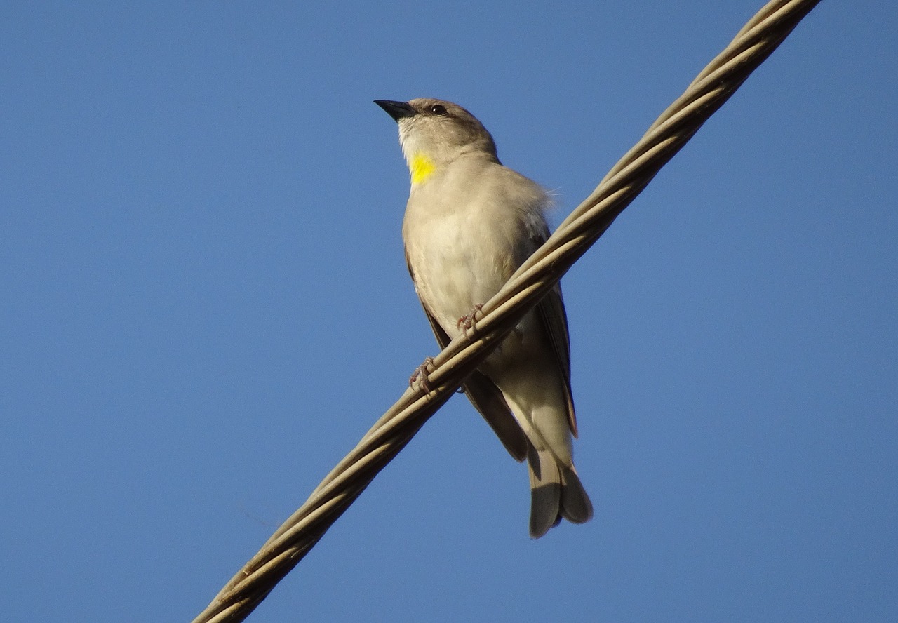 Image - bird sparrow yellow throated sparrow