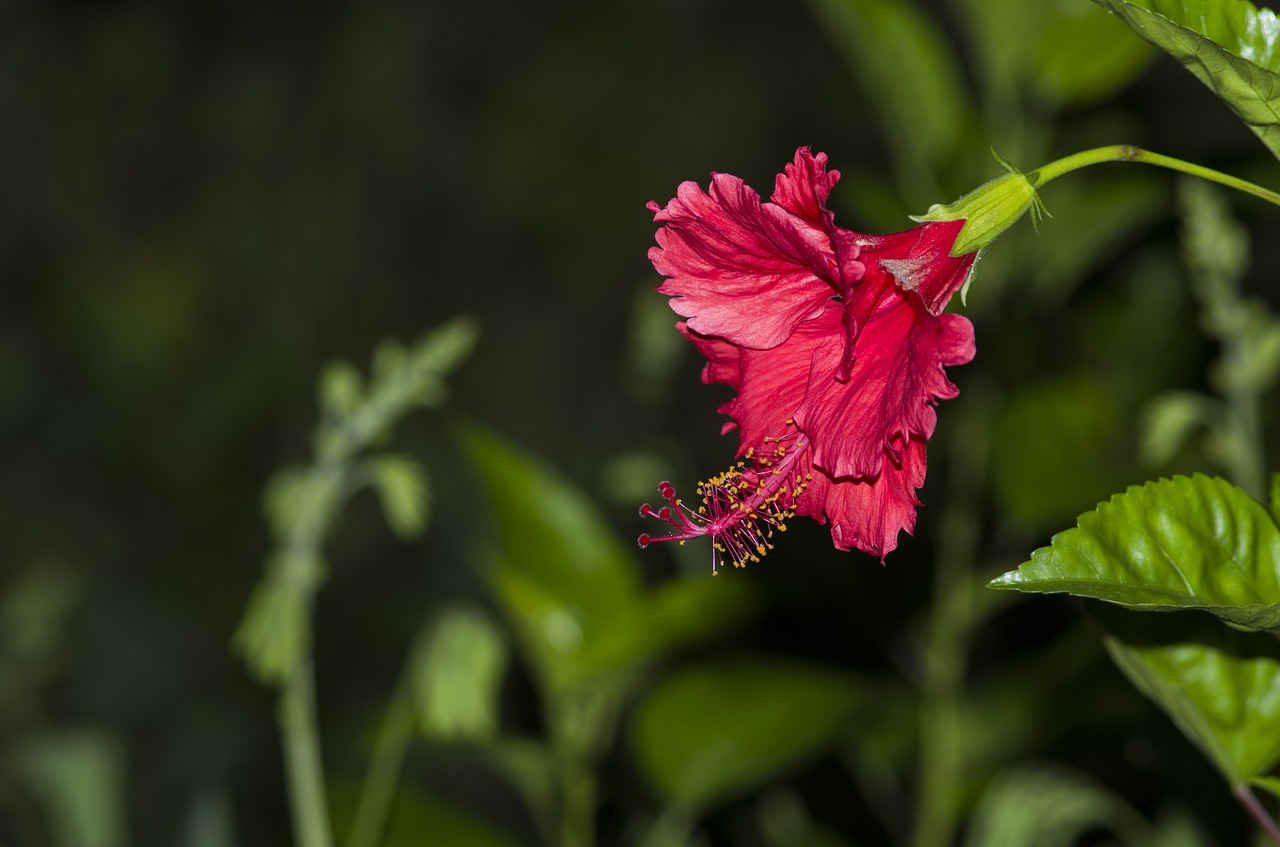 Image - flower night view south hkust