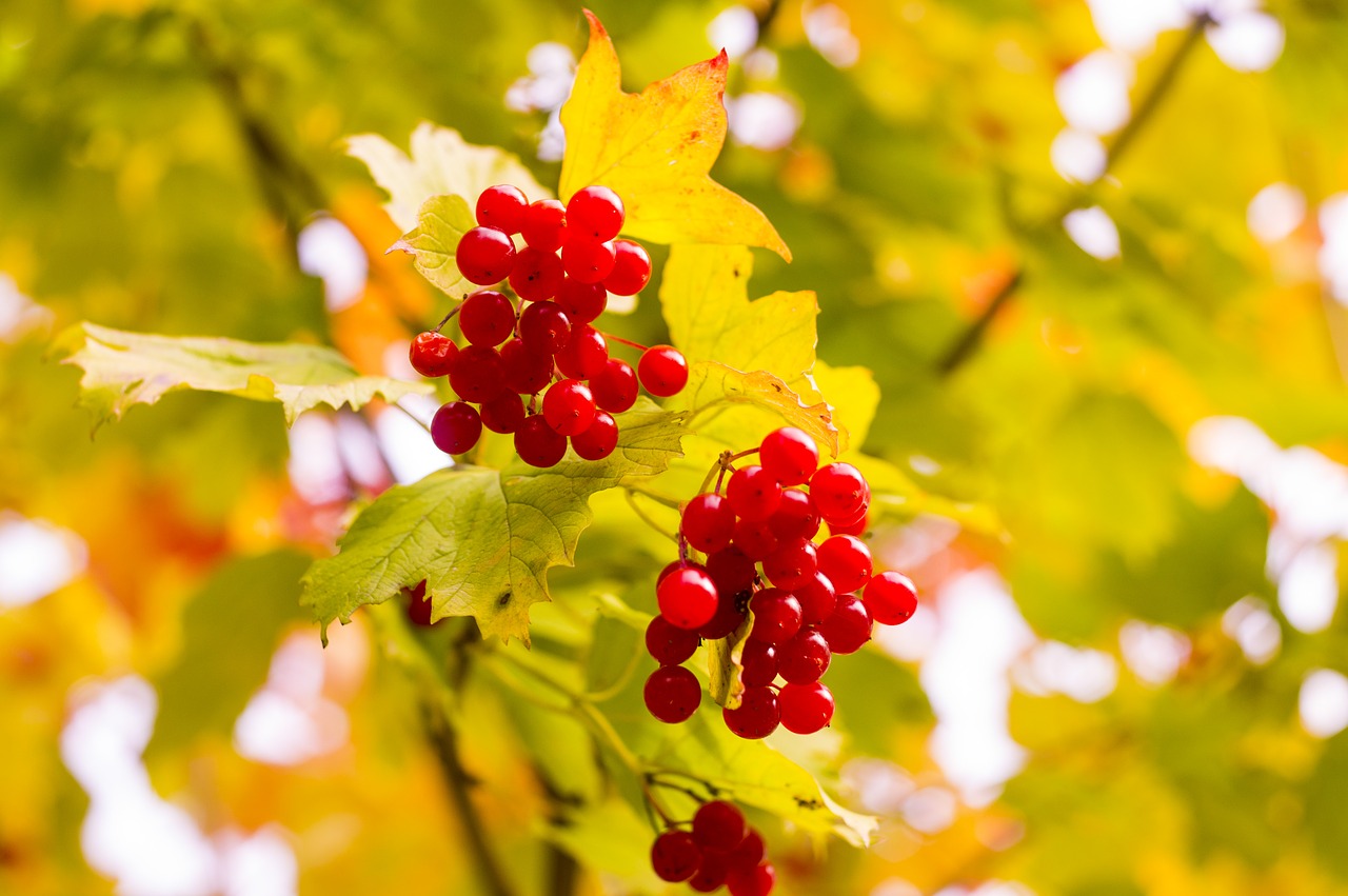Image - autumn viburnum leaves red nature