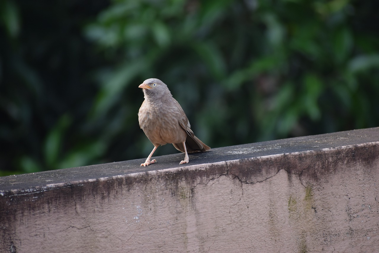 Image - bird babbling nature jungle babbler