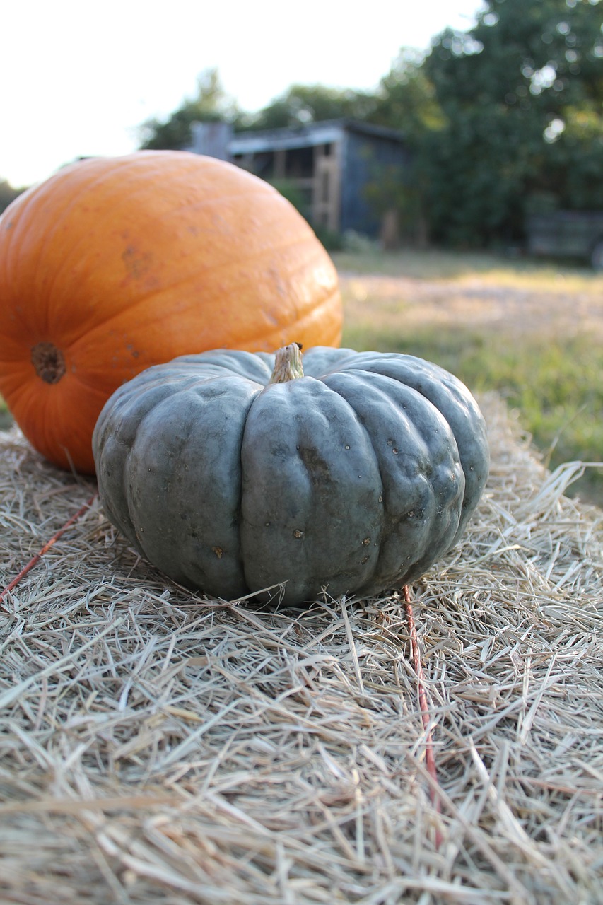 Image - pumpkins autumn hay fall october