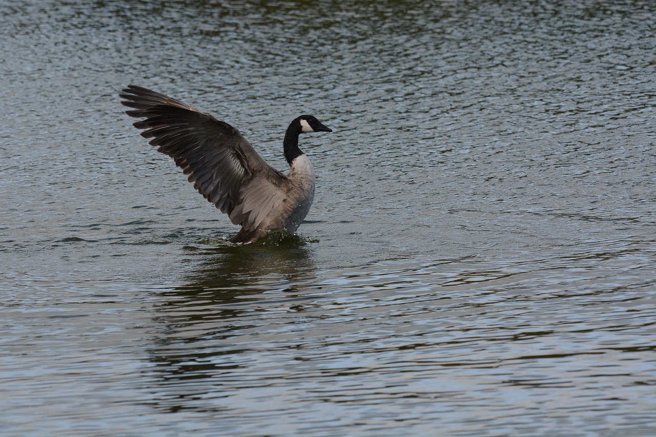 Image - canada goose standing wings