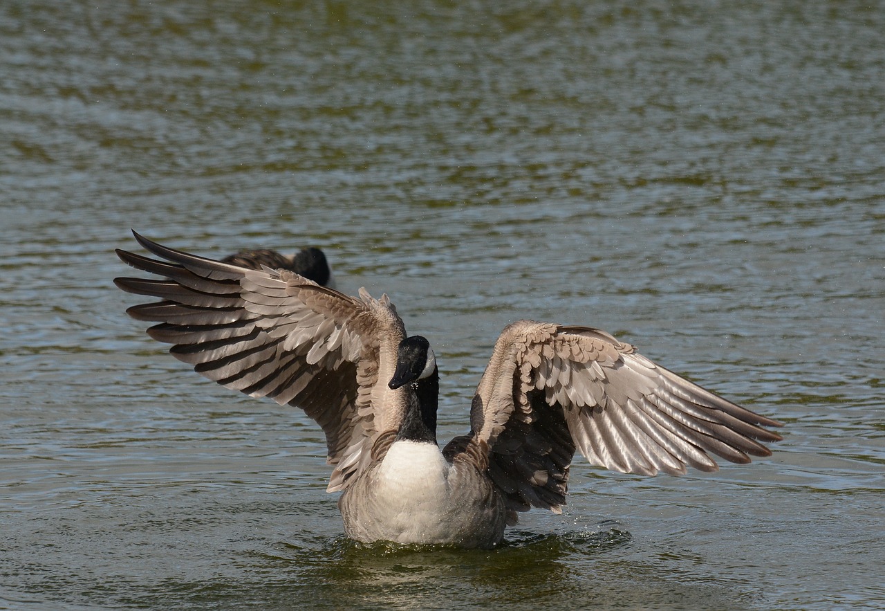 Image - canada geese washing wings