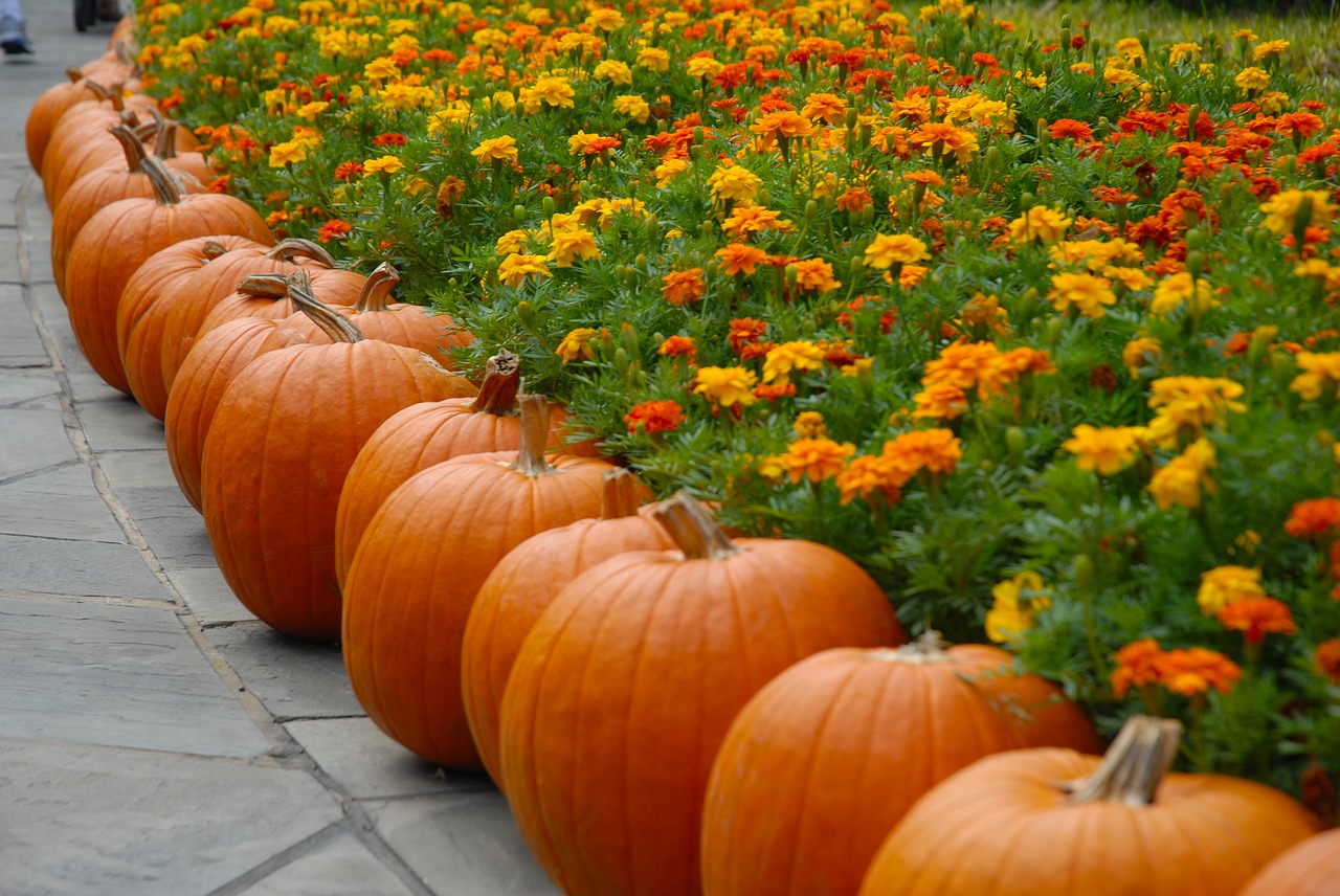 Image - pumpkin october halloween autumn