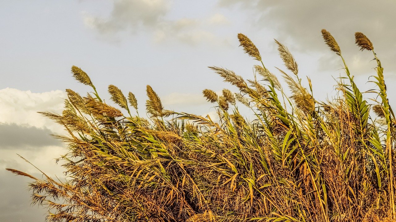 Image - reeds sky clouds nature autumn