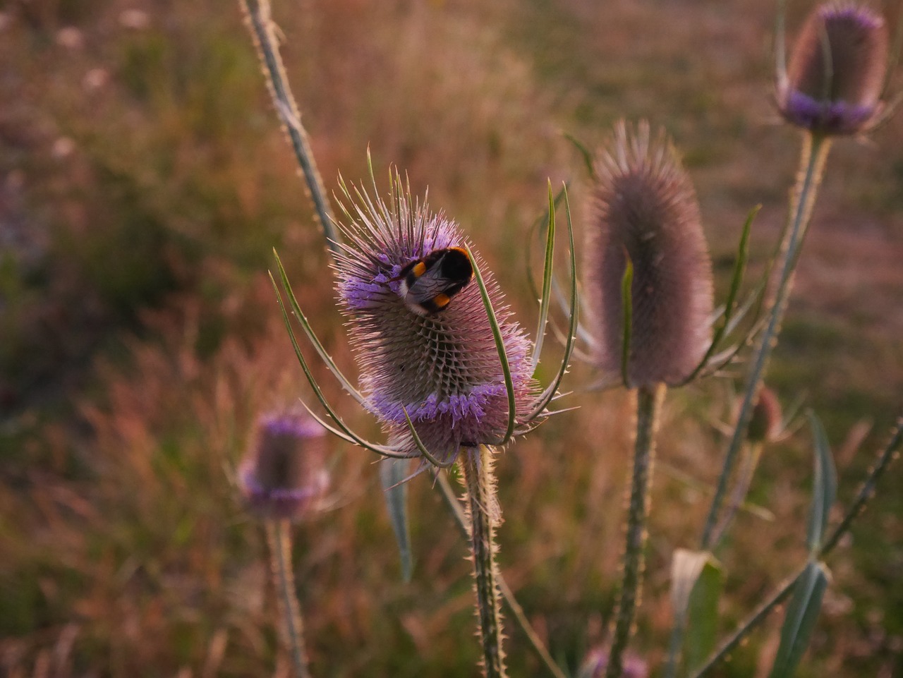 Image - bee nature honey insect natural