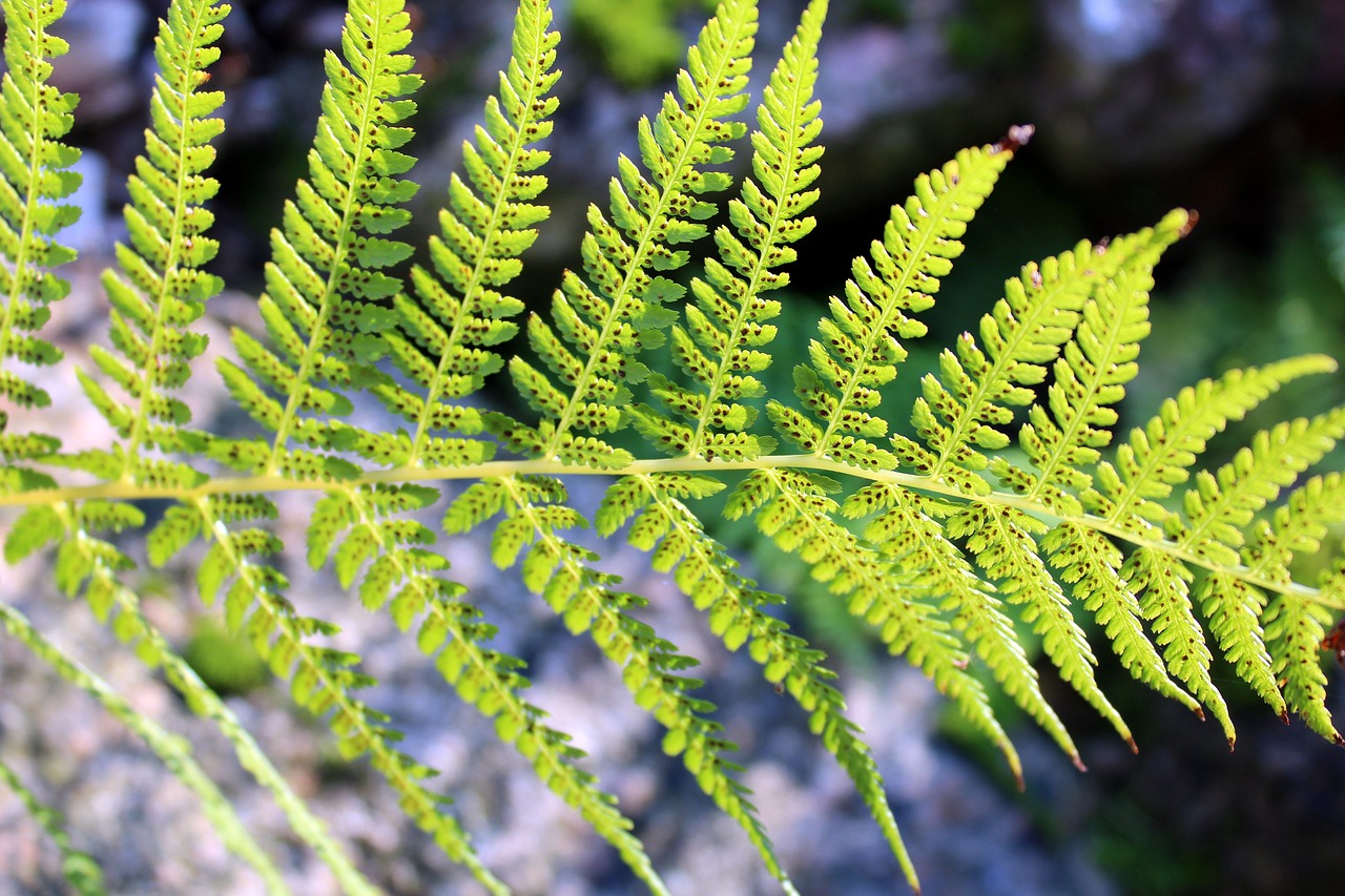 Image - fern forest plants green