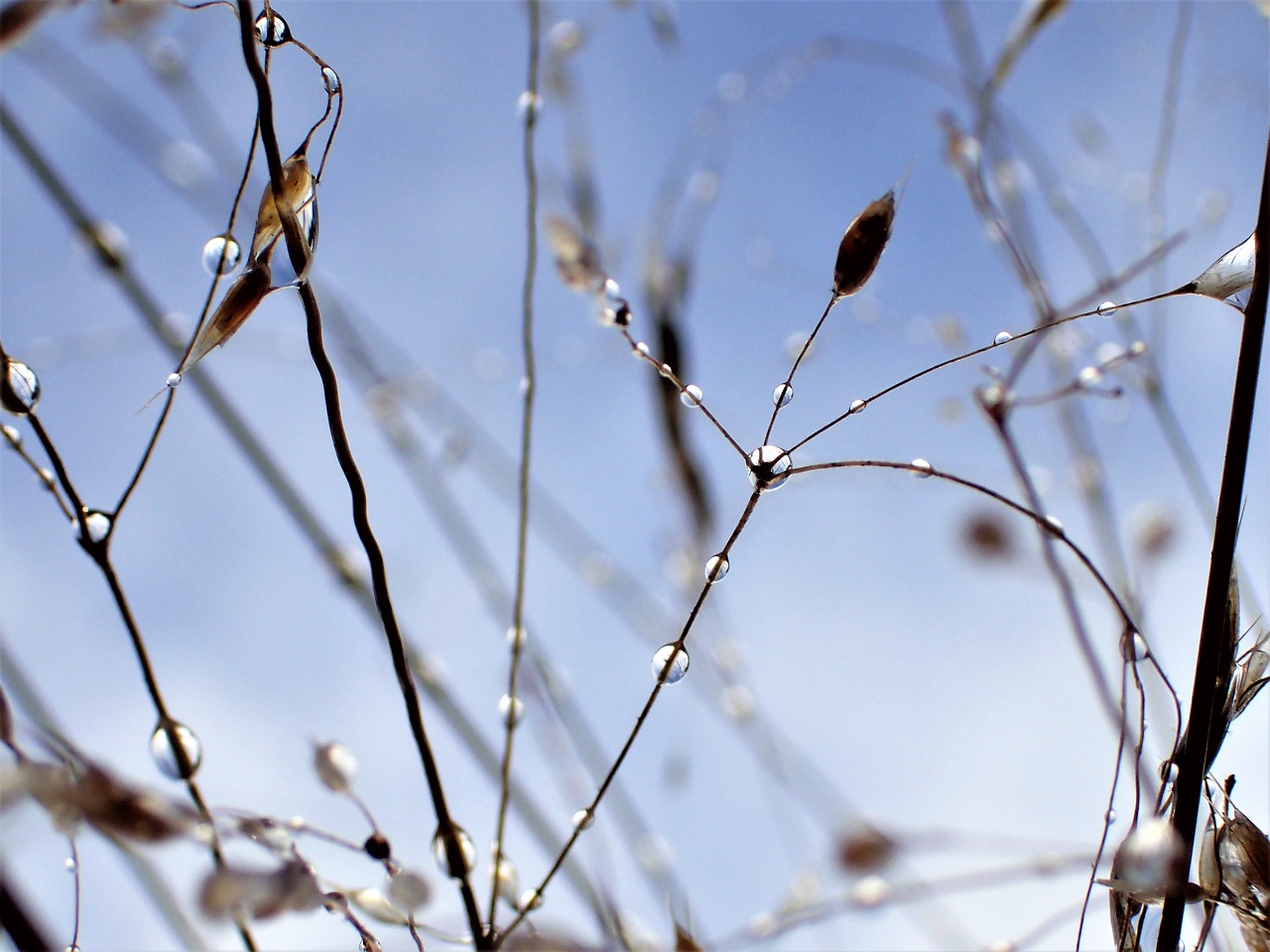 Image - high in july water droplets autumn