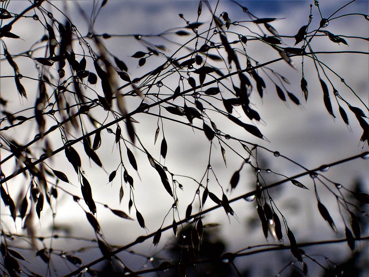 Image - hay backlit dew drops autumn