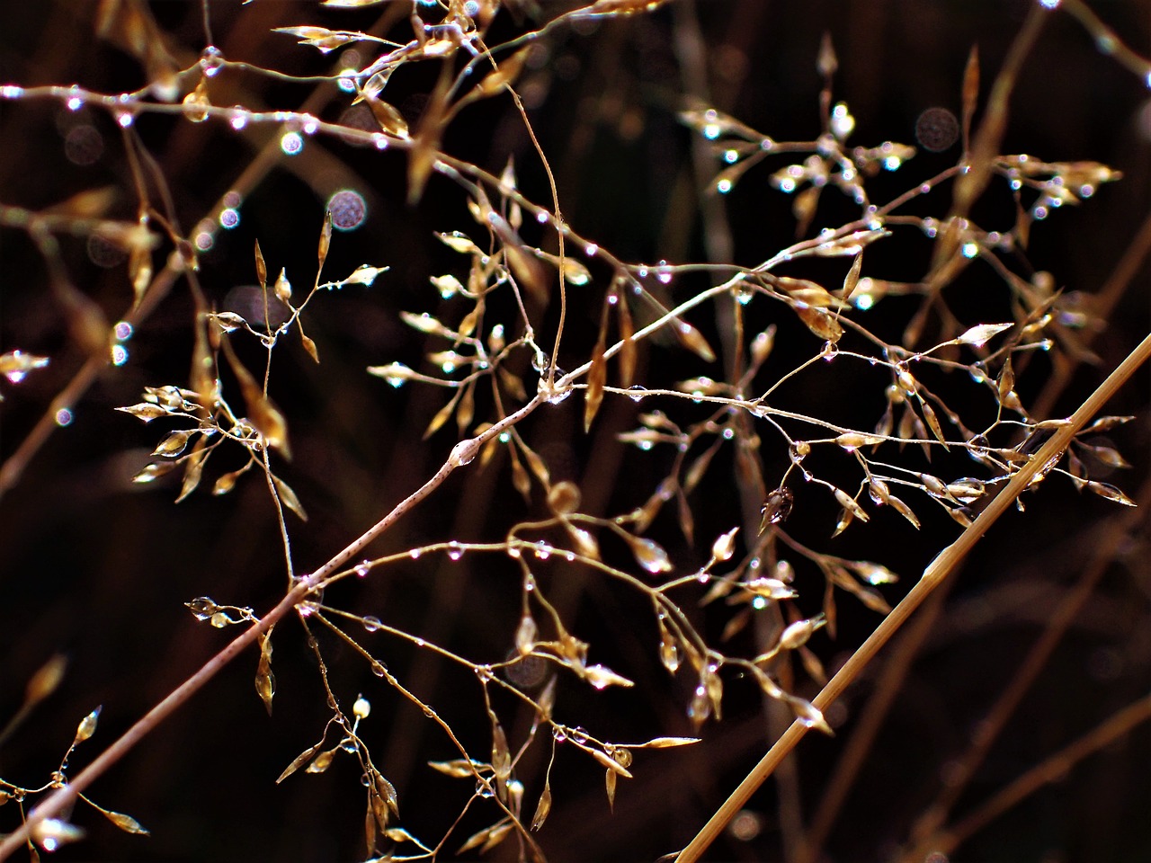 Image - hay close up the baptism droplets