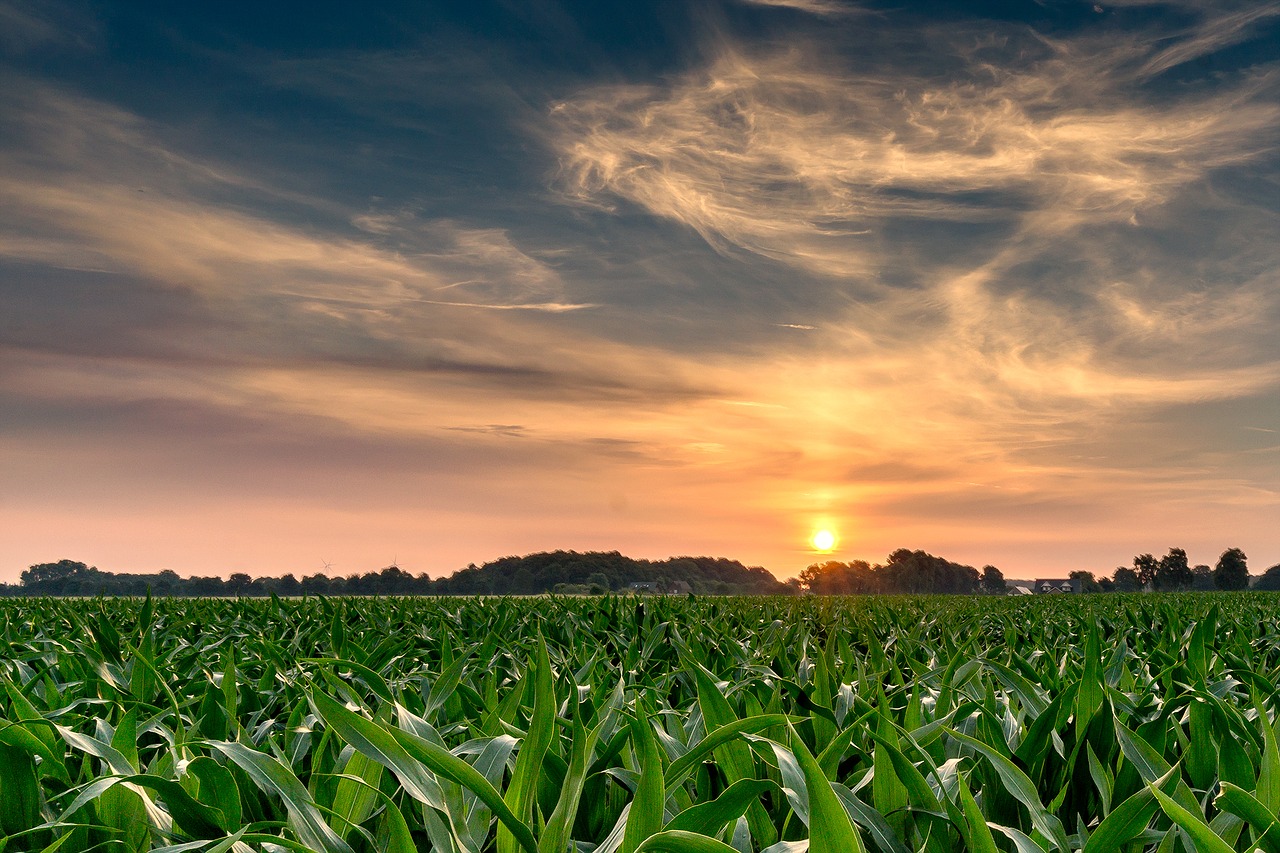 Image - sunrise cornfield nature sky