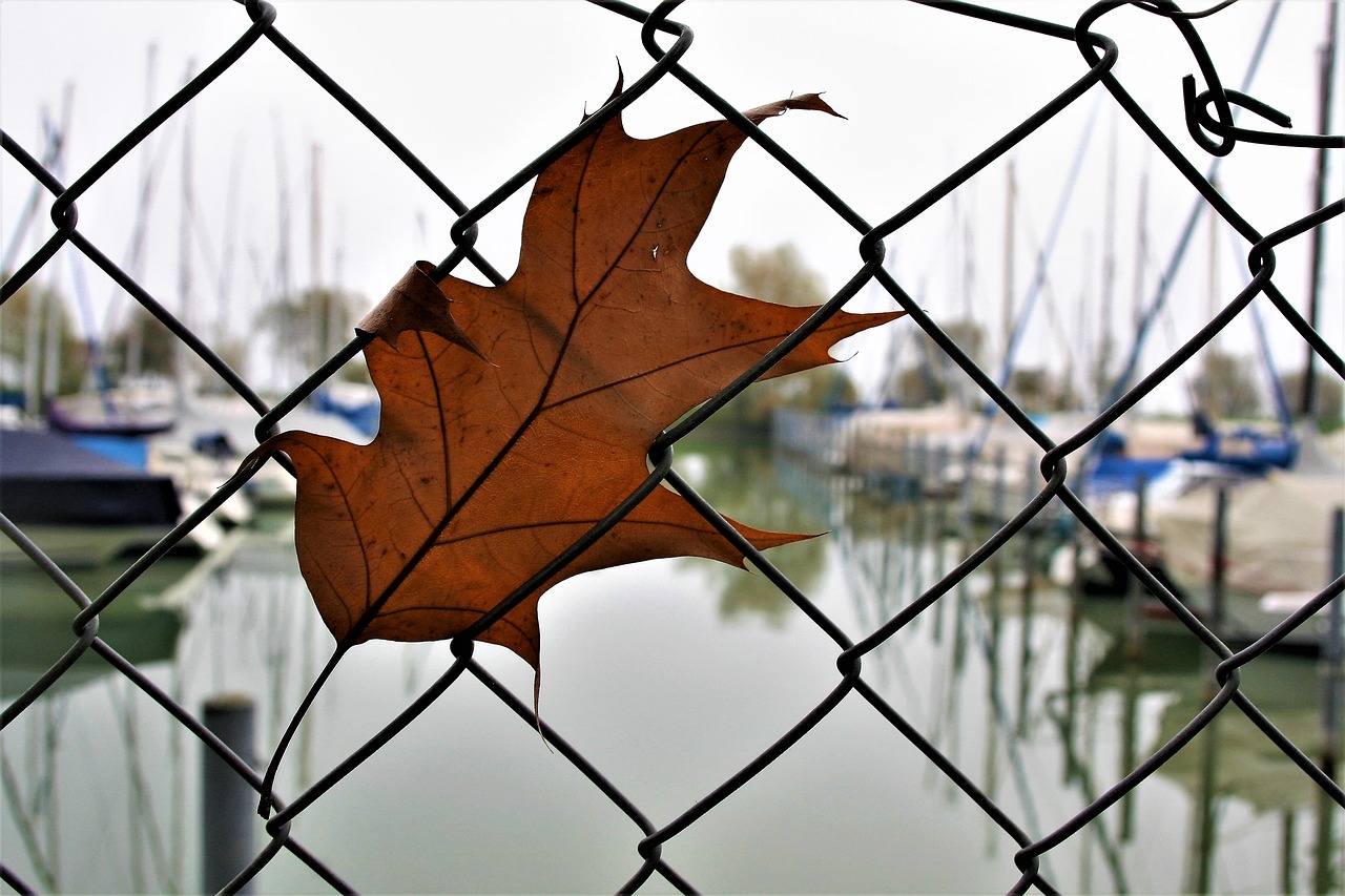 Image - the moat wire fencing dry leaves
