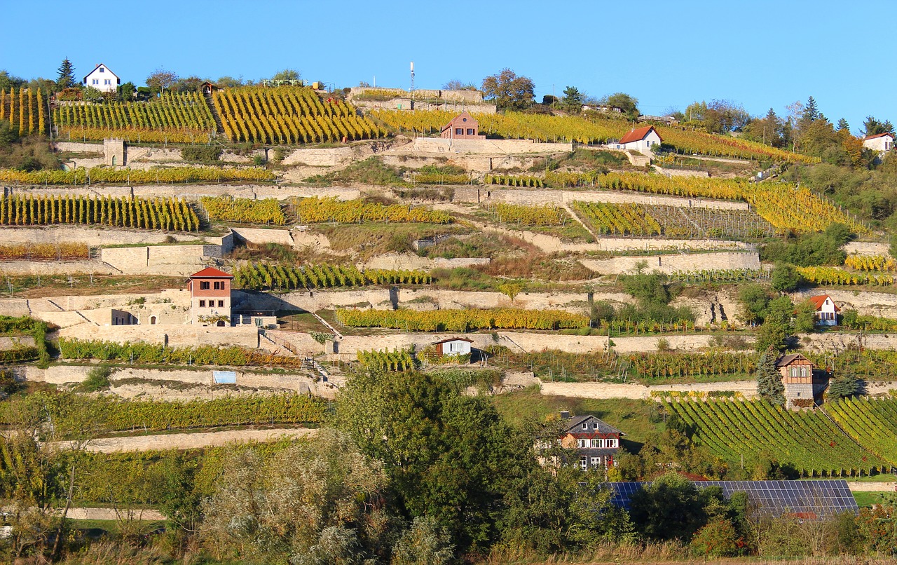 Image - saale unstrut vineyards wine