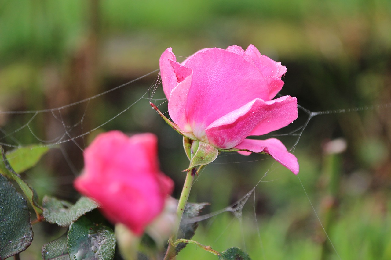 Image - rose cobweb autumn dew morning