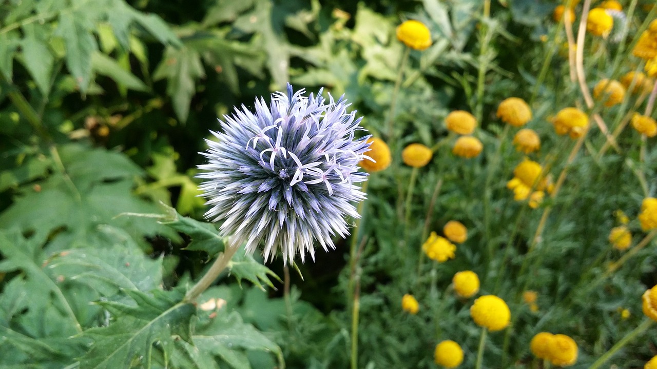 Image - thistle flower blue blossom