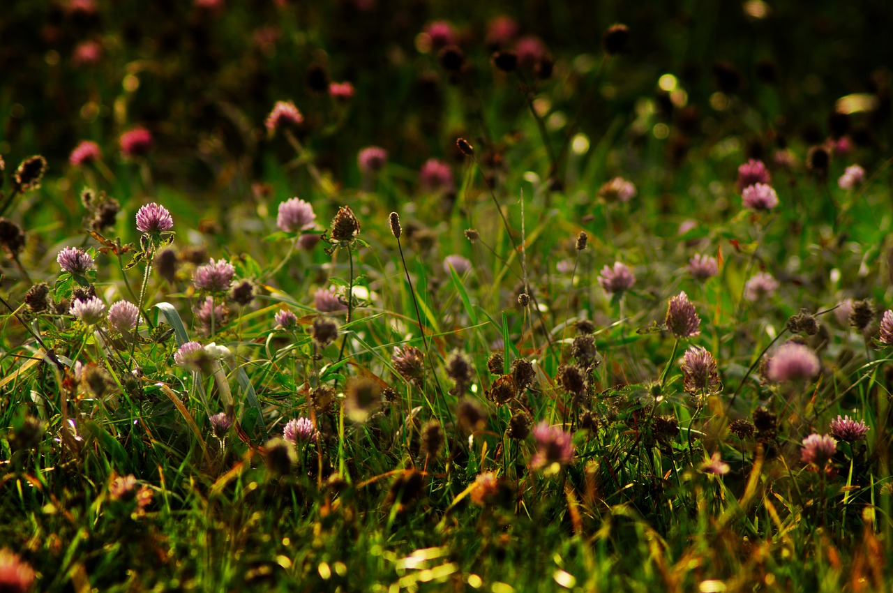 Image - flower meadow autumn meadow bloom