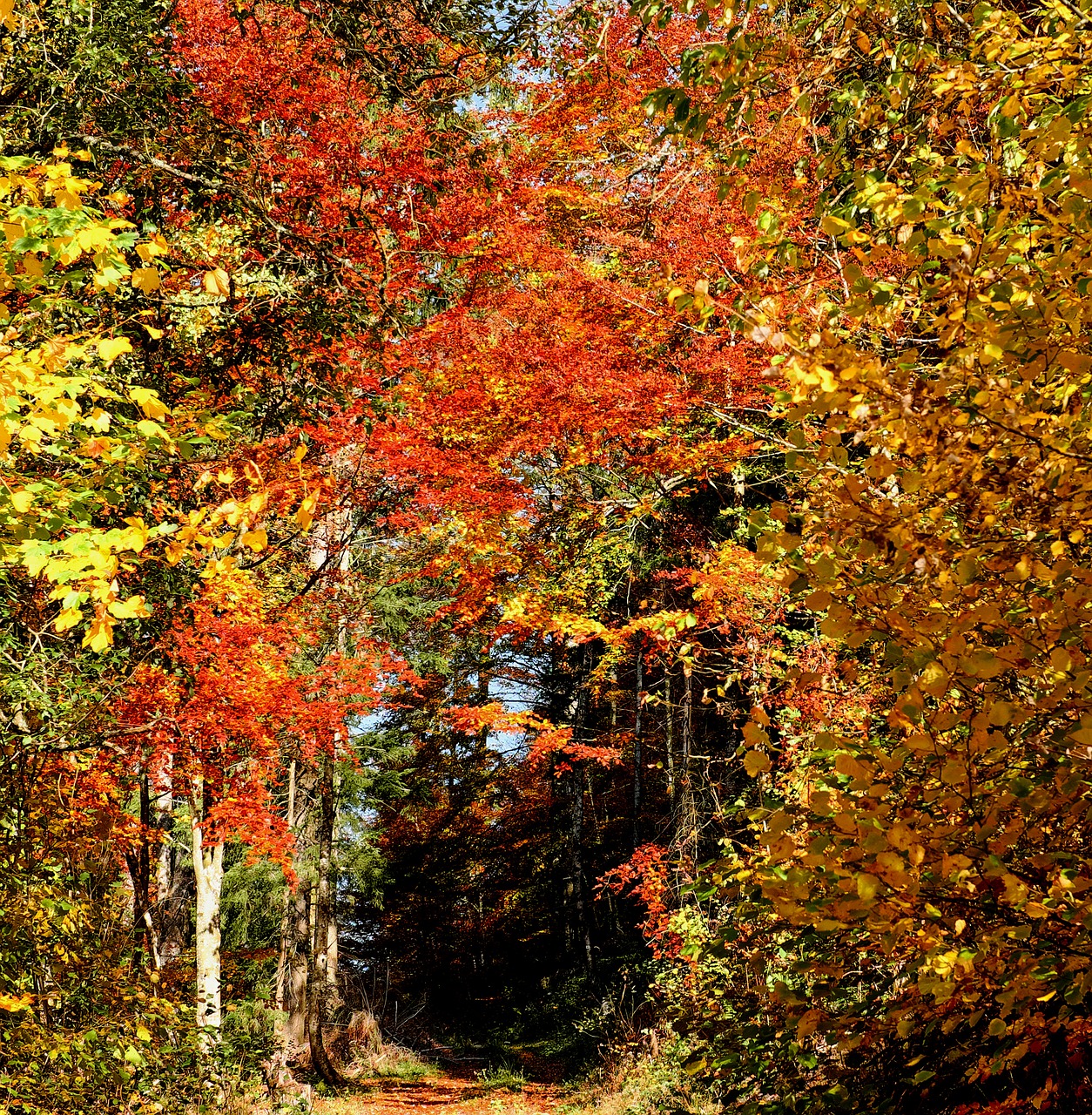 Image - forest autumn forest trees