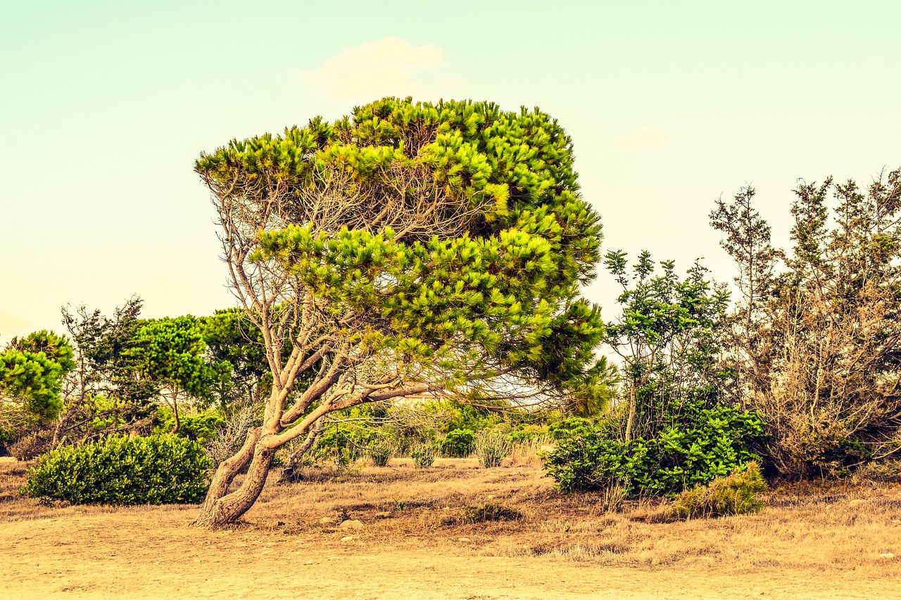 Image - cyprus paphos landscape trees