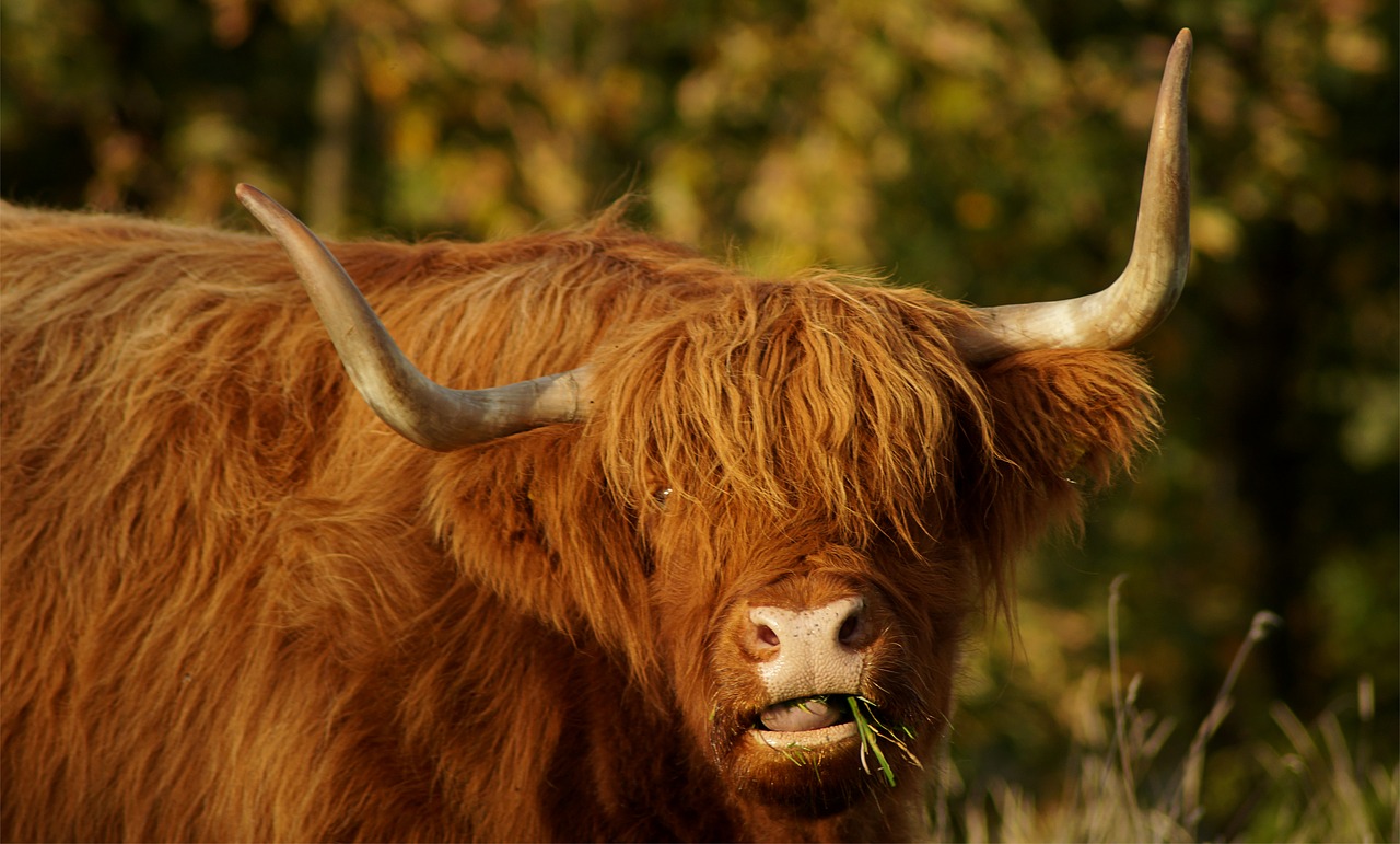 Image - beef highland bull