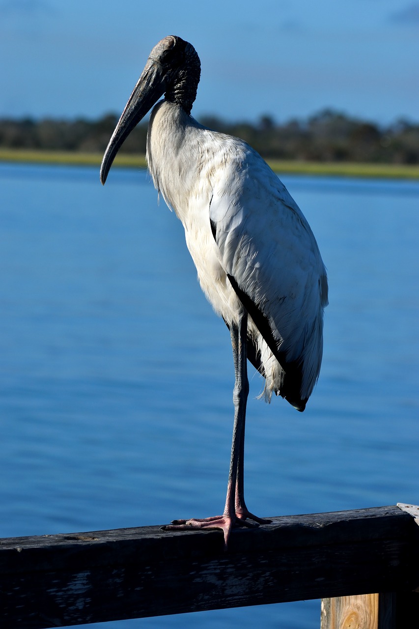 Image - wood stork bird avian waterbird