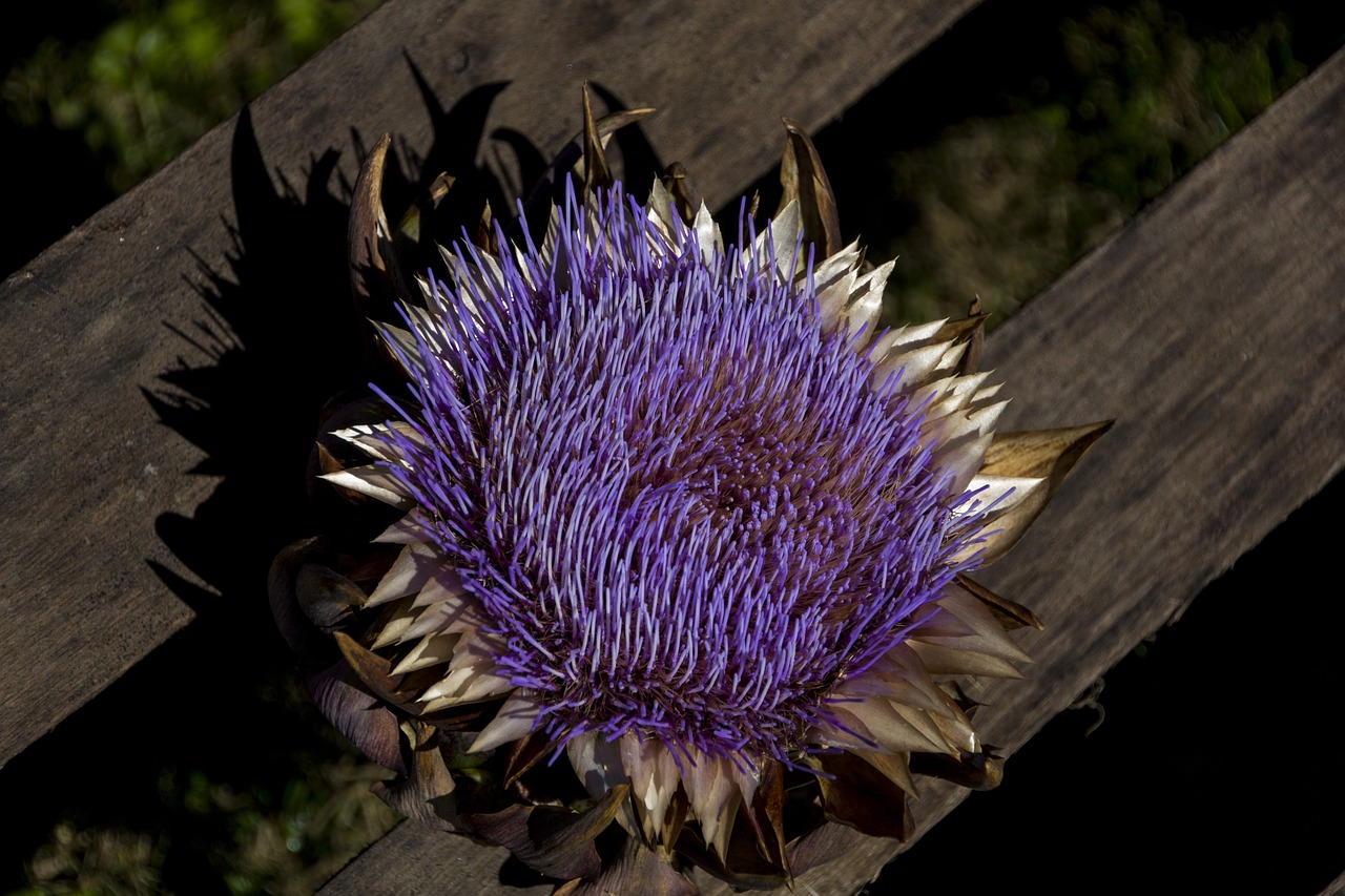 Image - flower nature artichoke blossom