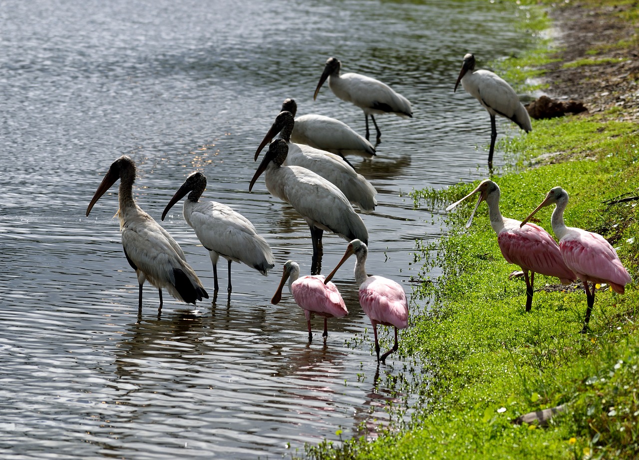 Image - wood storks spoonbill birds