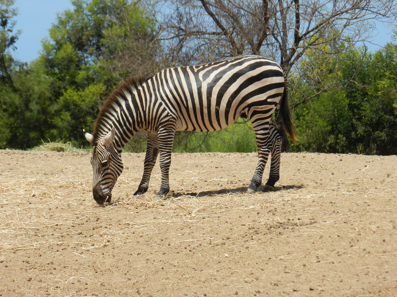 Image - zebra africa zoo animal safari