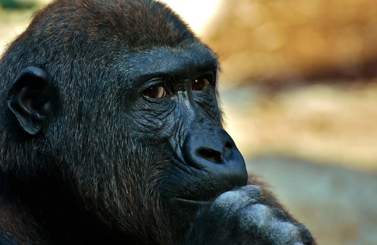 Image - gorilla monkey animal zoo furry