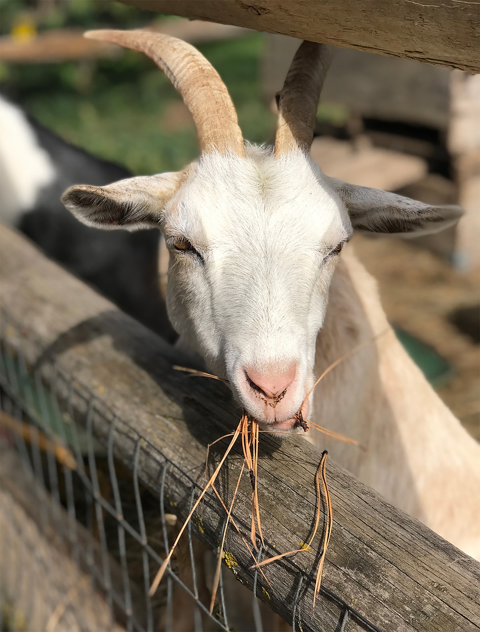 Image - goat farm white goat goat eating